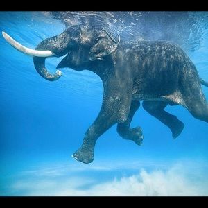 Meet your Posher, Cybil